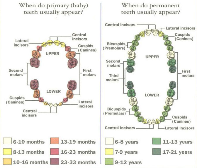 Tooth Eruption Chart